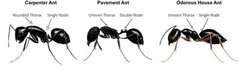 How to identify carpenter ants. Things To Know About How to identify carpenter ants. 